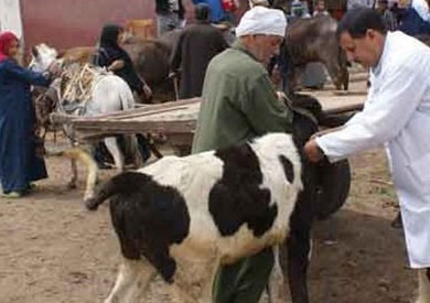 نفوق 30 رأس ماشية بالحمى القلاعية في البحيرة